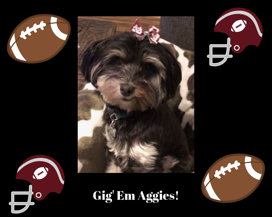 Amsterdam Adventures – Edition 9:  Random Thoughts 🤔 and Observations 👀&nbsp;…