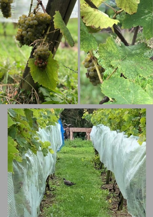 FB-AWCA-NMP-VINEYARDS