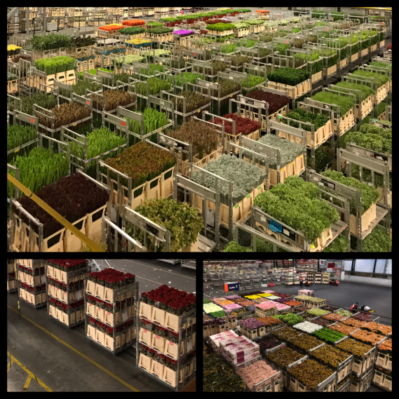 AWCA-FD center-flowers